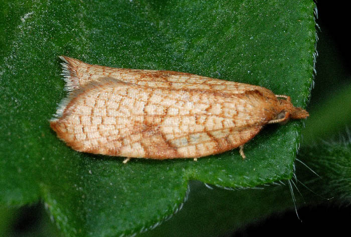 Acleris rhombana